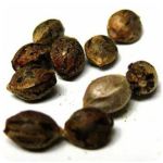 Семена марихуаны АК-47  (Seeds AK-47) в Старице